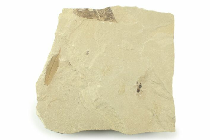 Fossil Cedrelospermum Leaf with Fly - Utah #360256